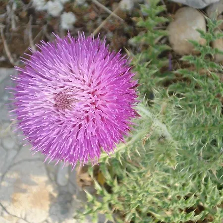 House Tunjarice 別荘